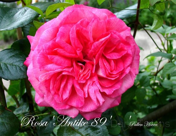Rosa - Antike-89.jpg